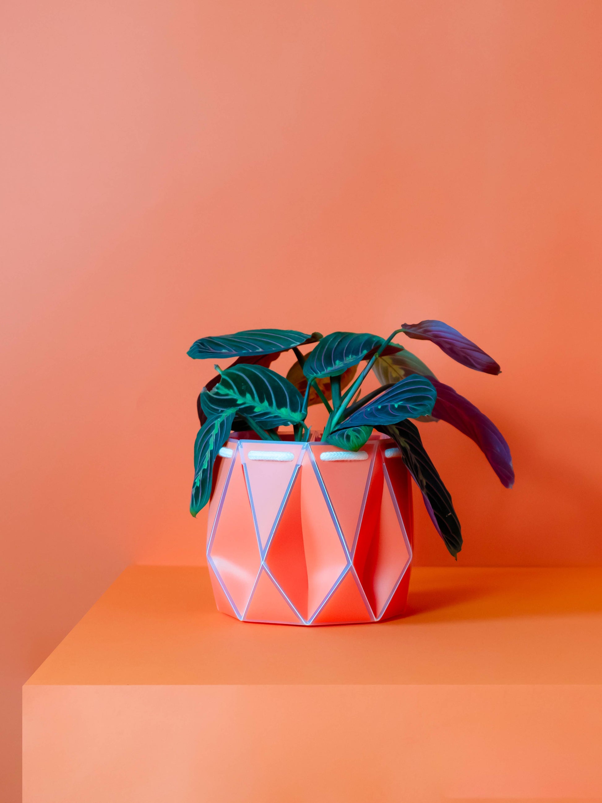 15cm Self-Watering POTR | Coral Pot